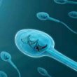 حقایقی درباره اسپرماتوژنز
